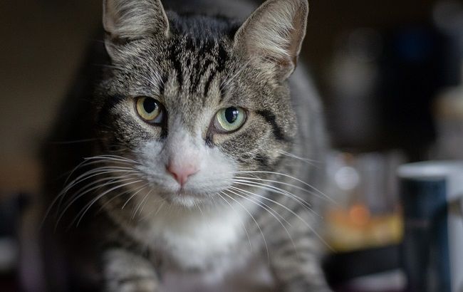 Прямо на витрине: в супермаркете Киева кота застали за "интересным" занятием (видео)