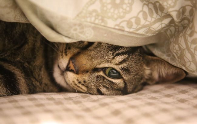 Чому кішки вранці лізуть до обличчя? Все простіше, ніж ми думаємо