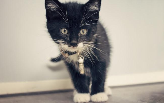 Специалисты рассказали, как правильно фотографировать черных кошек