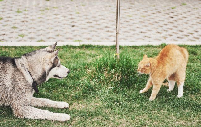 Чи можна собак годувати котячим кормом: ветеринар розповіла про наслідки