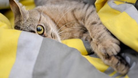 Вот почему кот просыпается рано утром и не дает хозяевам спать