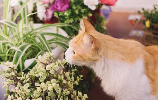 Ось що допоможе ефективно захистити кімнатні рослини від котів та собак