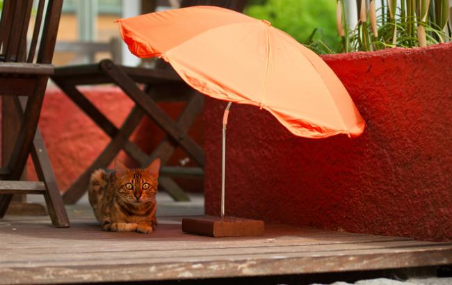 Синоптик пообіцяла теплу, але дощову п'ятницю