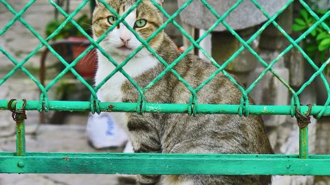 У Києві з'явиться швидка допомога для тварин