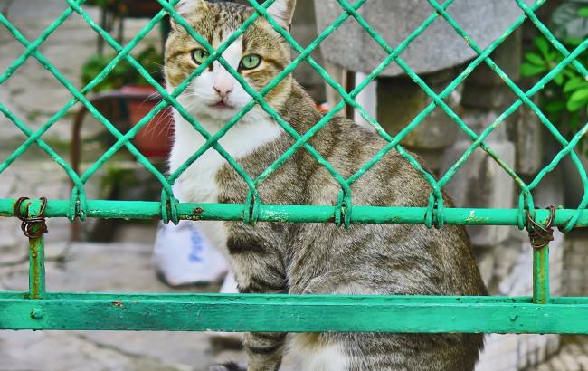 В Киеве появится скорая помощь для животных