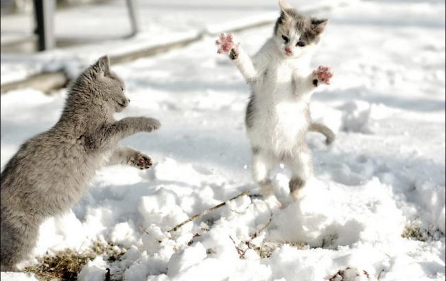 Погода на сегодня: практически на всей территории Украины снег, температура до +7