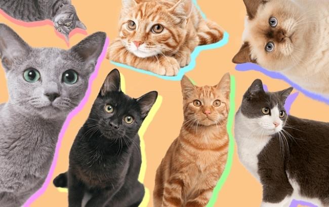 Нелепая реклама питомника для собак и кошек стала интернет-хитом