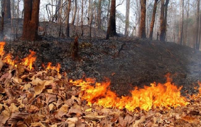 Синоптики попереджають про високий рівень пожежної небезпеки в Україні 13-16 вересня