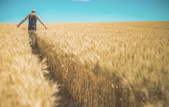 Урожай-2018: українські аграрії намолотили 28,6 млн тонн зерна