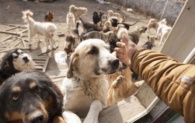 Китайский миллионер потратил все состояние на приют для собак