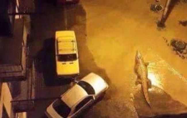 В Тбилиси в результате наводнения из зоопарка сбежали животные