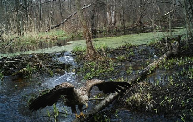 Чернобыль превращается в уникальный природный заповедник