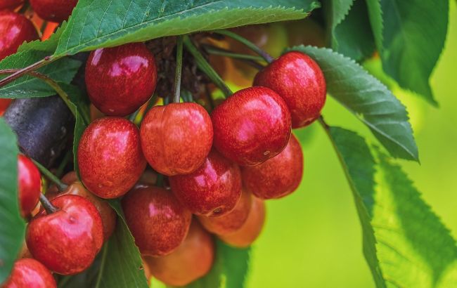 Кулинар раскрыл секрет варенья из черешни, добавив в ягоды особый ингредиент