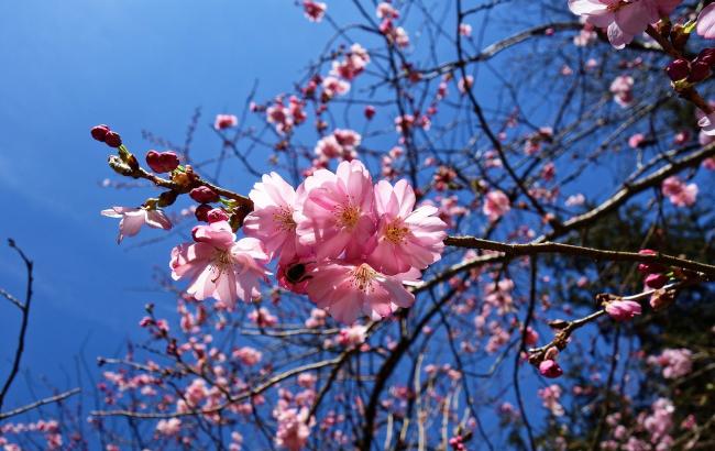 На Закарпатье зацвели сакуры (фото)