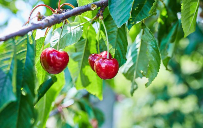 Почему у вишни опадают незрелые плоды: основные причины