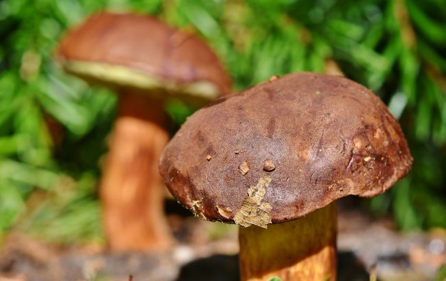 Отруїтися можна навіть їстівними грибами: правила безпечного споживання