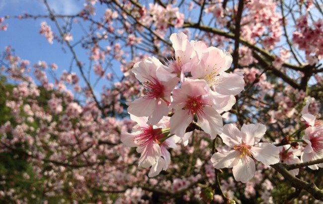 "Есть один нюанс": синоптик дала прогноз на 10 апреля