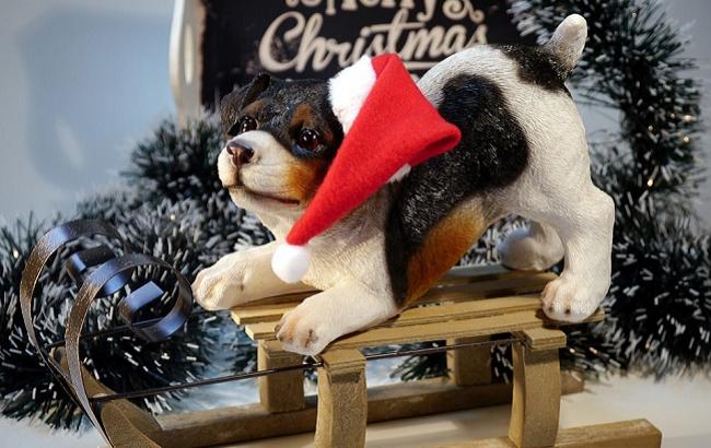 Восточный гороскоп на 2018 год Желтой Земляной Собаки по году рождения