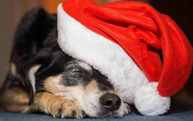 Якого кольору Собака 2018 року за східним гороскопом