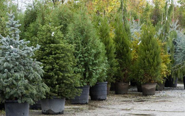 Чем опасна живая елка: эксперты рассказали, как избежать неприятностей