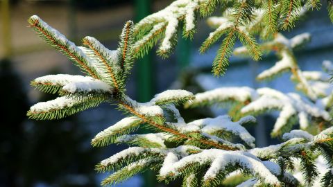 В киевских парках промышляют вандалы, которые разрушают новогодние елки (фото)