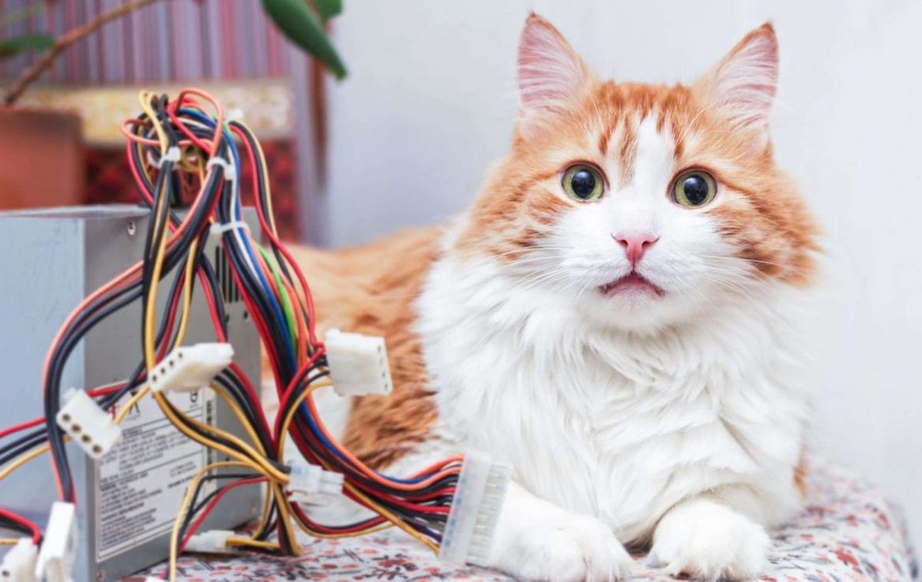 Как отучить кошку грызть провода?