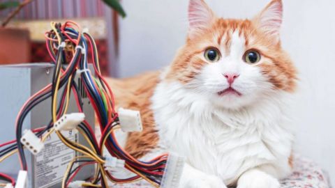 Ваш кот любит грызть шнуры? Эти способы помогут справиться с проблемой