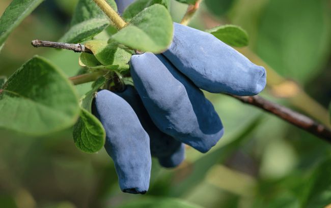 Недооцененная ягода, которая замедляет старение: обратите внимание в магазине