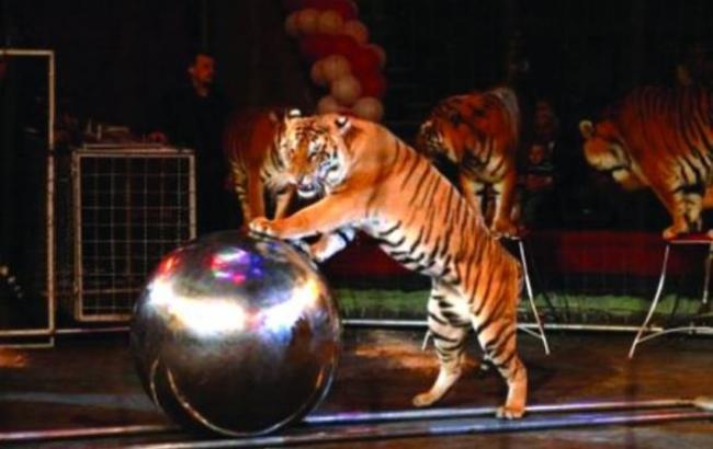 Украинские звезды призывают убрать животных из цирков