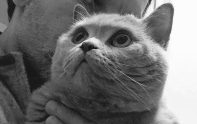 Вакарчук "назначил" кота президентом своего фан-клуба