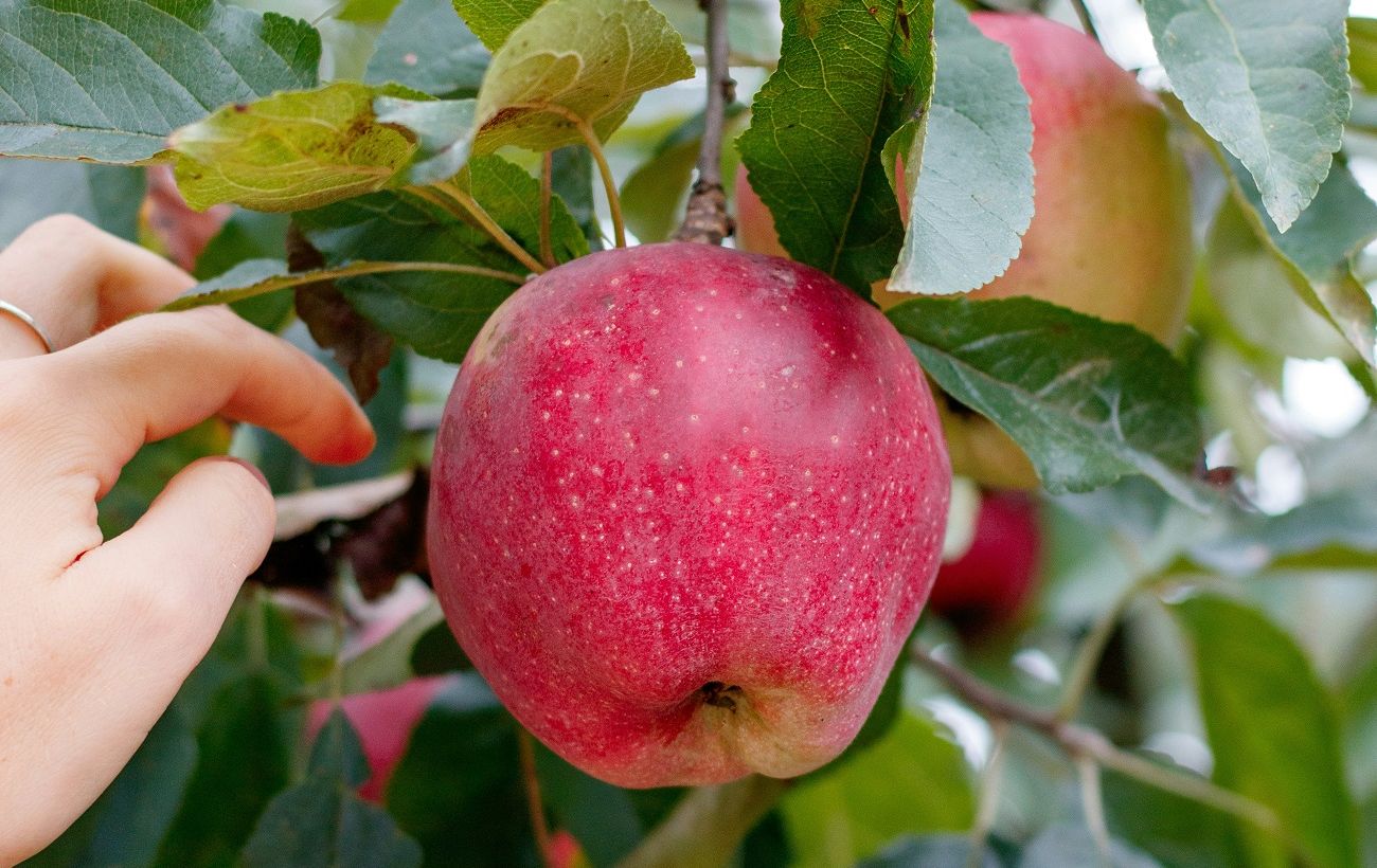 Чому яблуня не скидає листя восени і як допомогти дереву "заснути" взимку