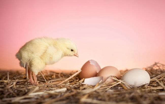 Что было первым - яйцо или курица? Ученые разгадали древнейшую загадку человечества