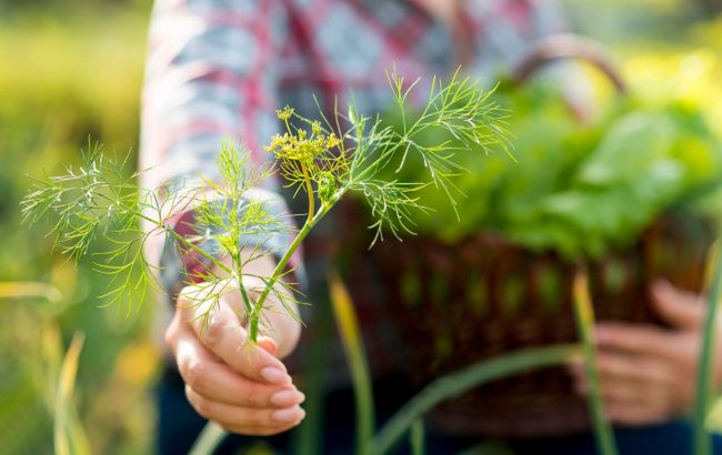 Укроп будет расти "как на дрожжах": как получить невероятный урожай благодаря водке