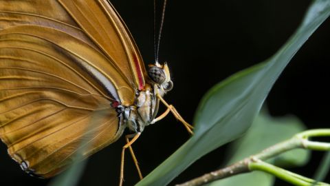 Свет здесь ни при чем: что на самом деле привлекает насекомых?