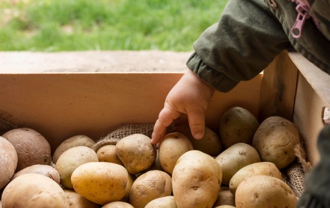 Зачем надрезать картофель перед посадкой и как правильно это делать