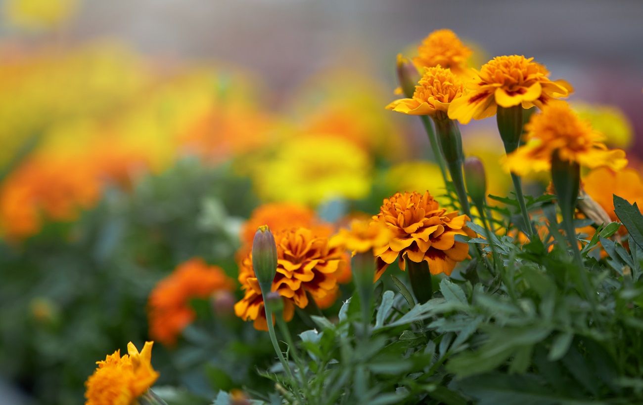 Чорнобривці відлякають шкідників в городі - де і як правильно садити ...