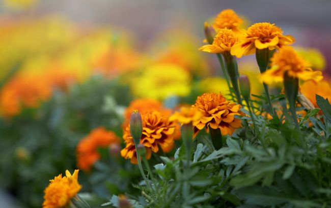 Защищает от вредителей и грибков. Как из бархатцев приготовить удобрение для грядок