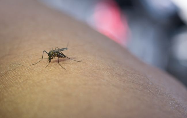 Чому одних людей комарі кусають постійно, а інших - ні: важливе пояснення