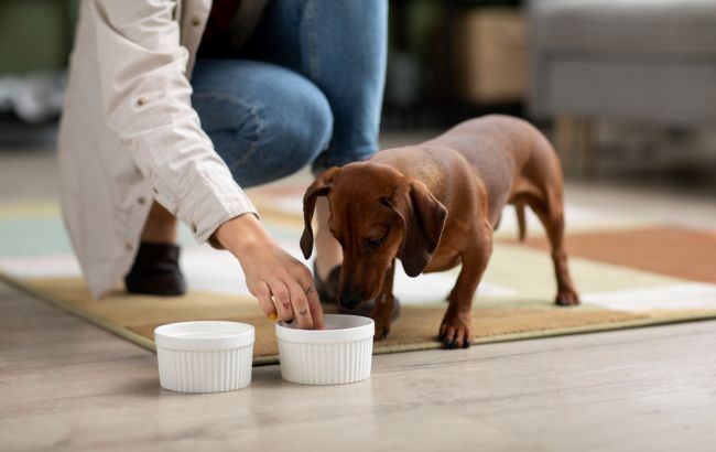 Які продукти категорично не можна давати домашнім тваринам: можуть серйозно зашкодити їм