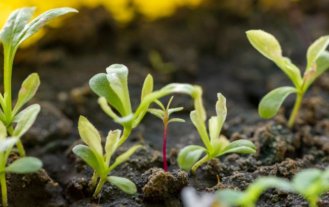 5 причин, почему ваши семена не прорастают и как это легко исправить