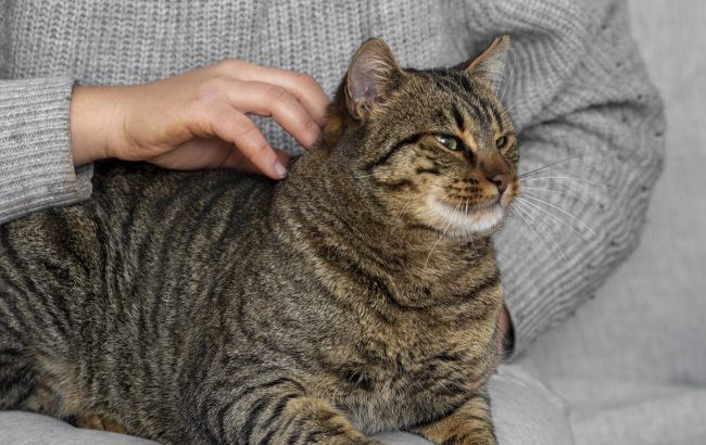 Кіт муркоче не завжди від щастя: фатальна помилка майже всіх власників