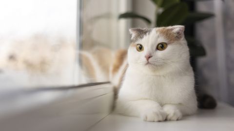Как научить кота пользоваться туалетом: пошаговая инструкция
