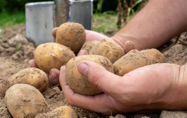 Когда нужно собирать урожай картофеля, чтобы он дольше хранился