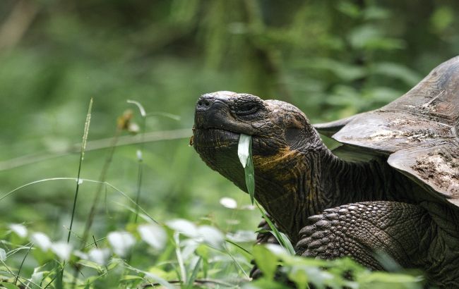 Бросают вызов законам природы. Топ-3 животных-рекордсменов, которые живут невероятно долго