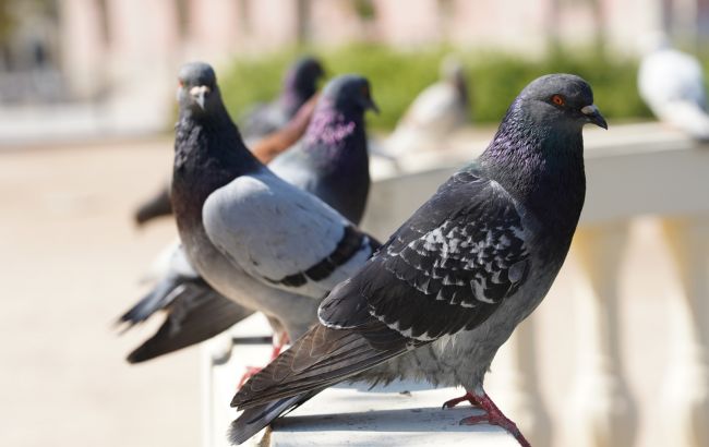 Чому голуб прилетів на балкон і про що він віщує: народні прикмети