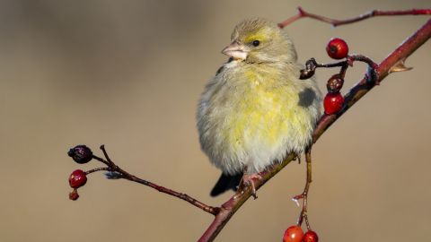 День Сорока Святых 2025: что нельзя делать и важные приметы