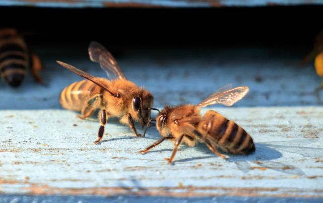 Что будет, если не вытащить жало пчелы: это нужно знать