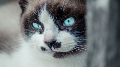 Топ-5 пород кошек с голубыми глазами