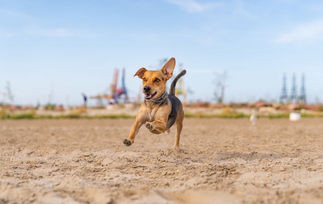 Собака ігнорує поклик? Секретний трюк, який змусить улюбленця миттєво підбігати