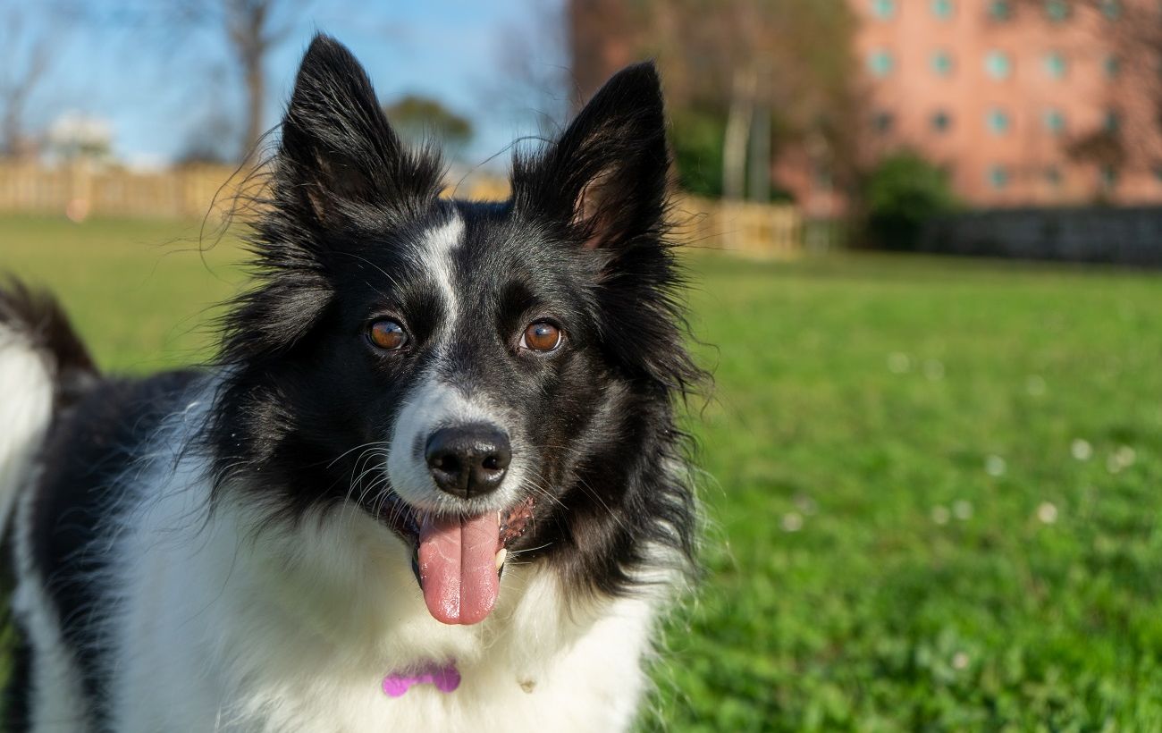 Тренер назвав три популярні породи собак з найгіршою поведінкою